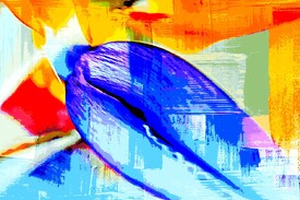 Königs Strelitzie mixed media/12923592