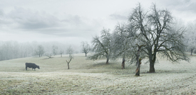 Idyllische Landschaft mit Raureif und Kuh/12930063