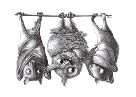 Seltene Vampir-Eule mit zwei Flughunden/12932729