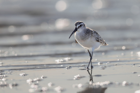 Sichelstrandläufer/12935683