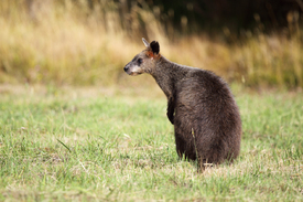 Sumpfwallaby/12935687