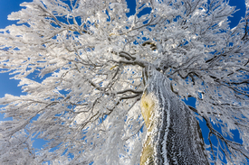 vereiste Baumkrone/12938157