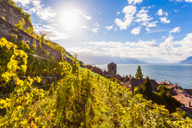 Saint-Saphorin im Lavaux  am Genfersee - Schweiz/12940039