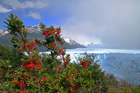 Perito Moreno Gletscher/12940199