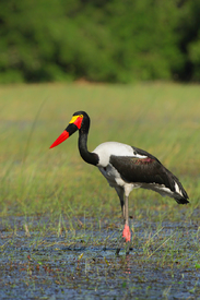 Sattelstorch/12940374