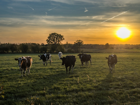 Kühe bei Sonnenuntergang/12940421