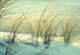 Dünengras im Winter/12940541