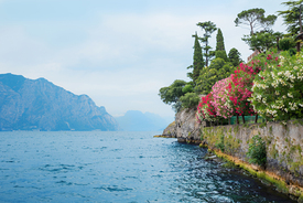 blühender Oleander am Gardaseeufer/12940548