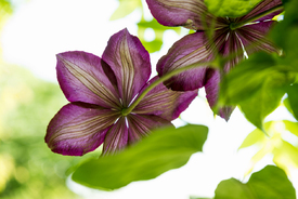 clematis 1/12941066