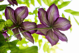 Clematis 2/12941067