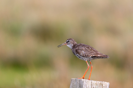 Rotschenkel/12942316