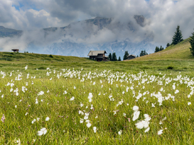 Blumenwiese auf der Seiser Alm/12942318
