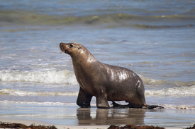 Australischer Seelöwe/12942320
