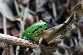 Laubfrosch/10087325