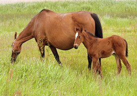 Pferd mit Fohlen/10389325