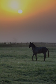 Sonnenaufgang im Nebel/10524121