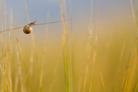 Kleiner Turnkünstler/10706489