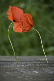 Mohn/10725741