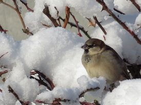 Der Winter ist da../10761085