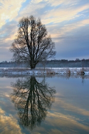 Der Baum am Morgen/10775053