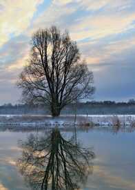 Der Baum am Morgen 2/10775105