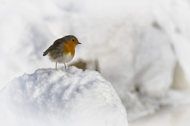 Wintertime !/10837009