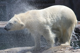 Eisbär/10841007