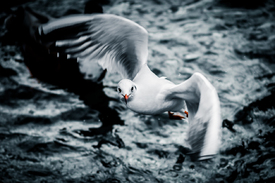 Möwe im Flug/10882258