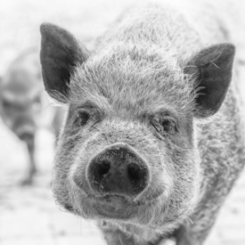 Pig Portrait/10961631