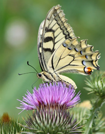 	Schwalbenschwanz Papilio machaon  Fam. Ritterfalter Papilionidae/10990494