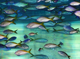 Fische im Aquarium/11151522