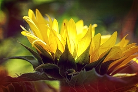 Sunflower/11527024