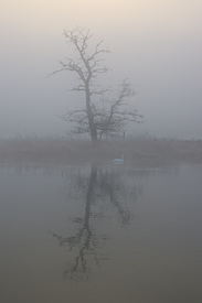 Baum im dichten Nebel/11679292