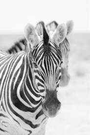 Aufmerksame Zebras/11685958