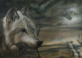 Wolf/11894266
