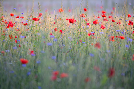 Sommerwiese mit Mohn und Kornblumen/12899145