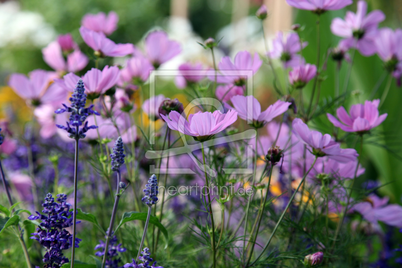 120x80cm Leinwandbild auf Keilrahmen Landschaft Blumenwiese Lavendel Sommer