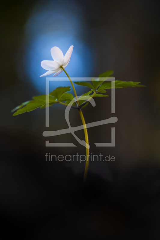 frei wählbarer Bildausschnitt für Ihr Bild auf Fensterfolie