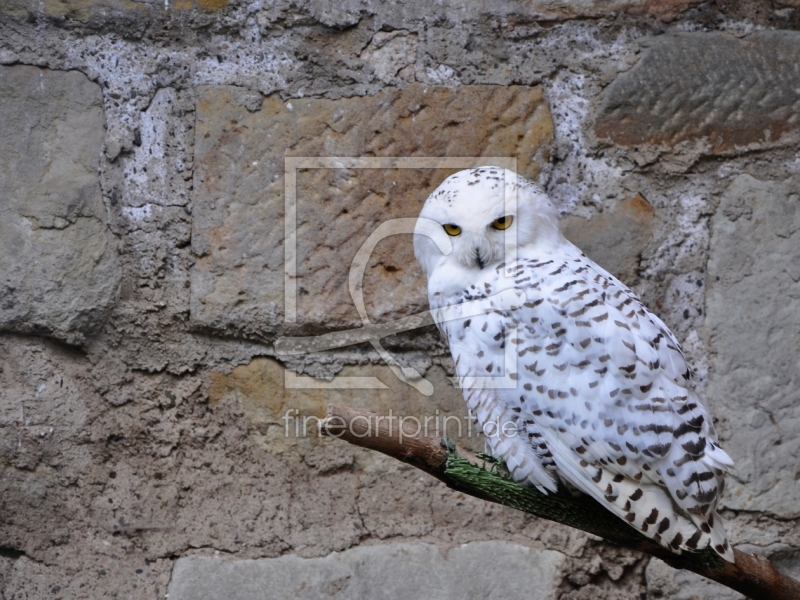 frei wählbarer Bildausschnitt für Ihr Bild auf Fensterfolie