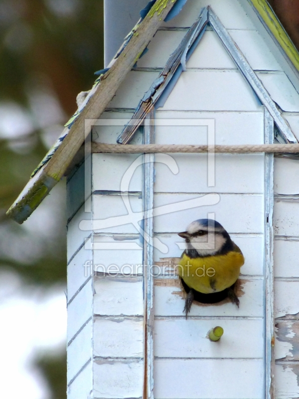 frei wählbarer Bildausschnitt für Ihr Bild auf Fensterfolie