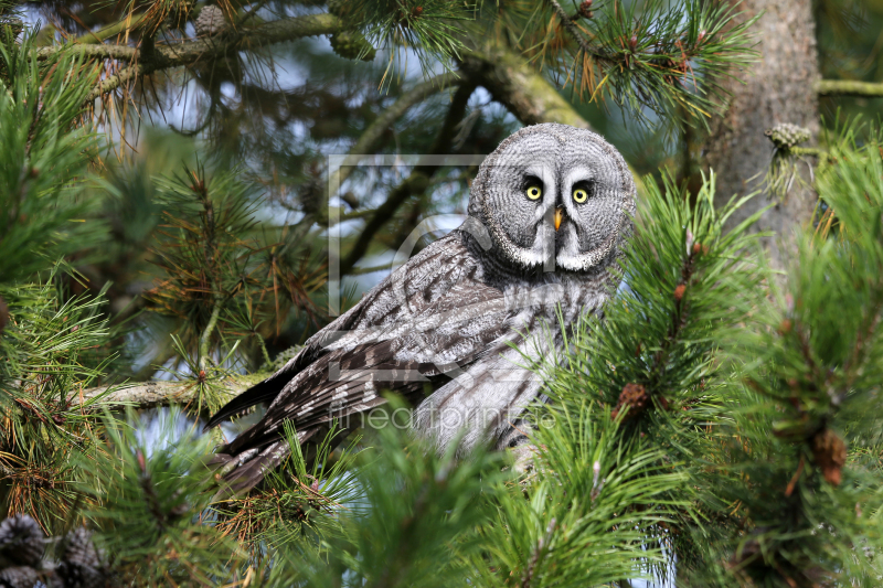 frei wählbarer Bildausschnitt für Ihr Bild auf Fensterfolie