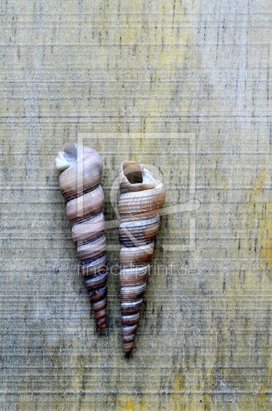 frei wählbarer Bildausschnitt für Ihr Bild auf Fensterfolie