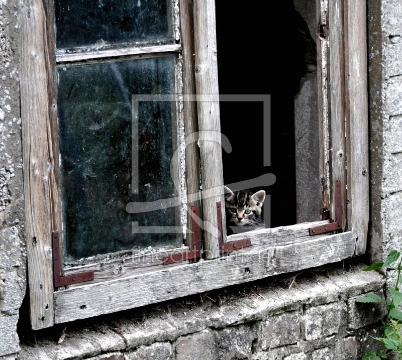 frei wählbarer Bildausschnitt für Ihr Bild auf Fensterfolie