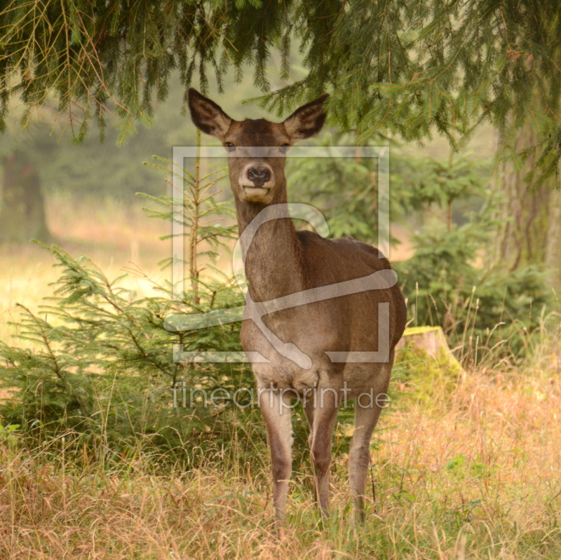 frei wählbarer Bildausschnitt für Ihr Bild auf Fensterfolie