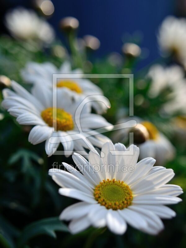 frei wählbarer Bildausschnitt für Ihr Bild auf Fensterfolie