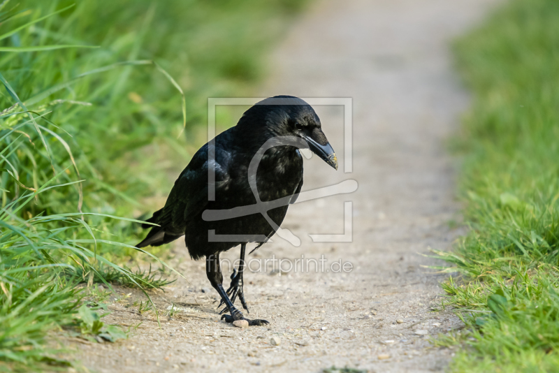 frei wählbarer Bildausschnitt für Ihr Bild auf Fensterfolie