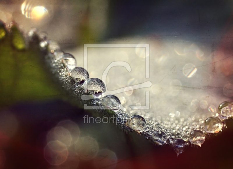frei wählbarer Bildausschnitt für Ihr Bild auf Fensterfolie