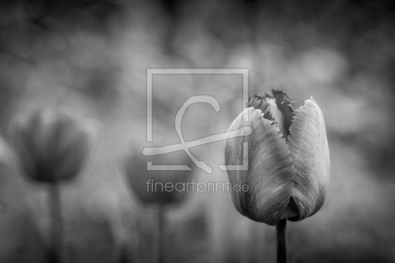 frei wählbarer Bildausschnitt für Ihr Bild auf Fensterfolie