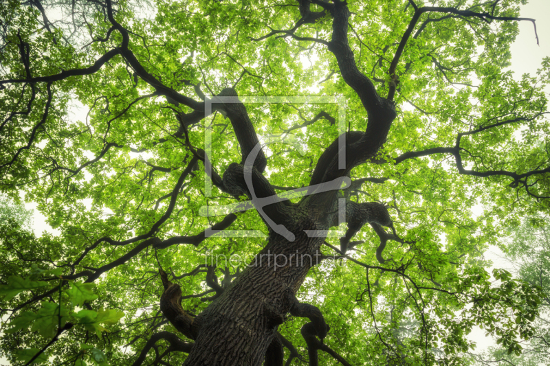 frei wählbarer Bildausschnitt für Ihr Bild auf Fensterfolie