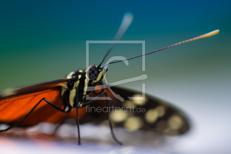 frei wählbarer Bildausschnitt für Ihr Bild auf Fensterfolie